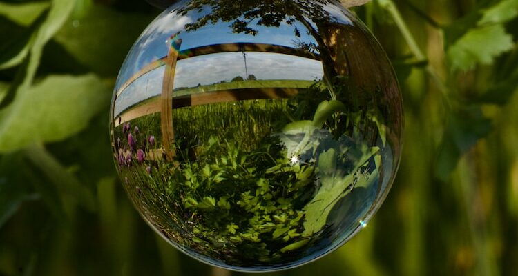 a glass bowl with water and plants